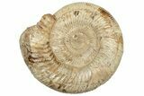Polished Jurassic Ammonite (Perisphinctes) - Madagascar #217110-1